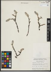 Foto von Salix richardsonii Hook.